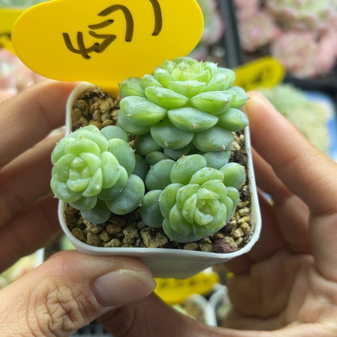 独家白晶体FJ3珍妮群4577