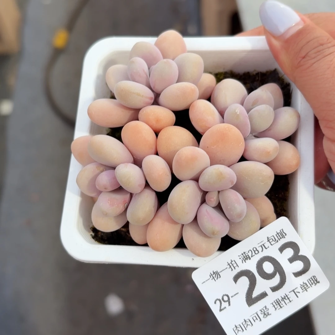 桃蛋无盆土发货无盆