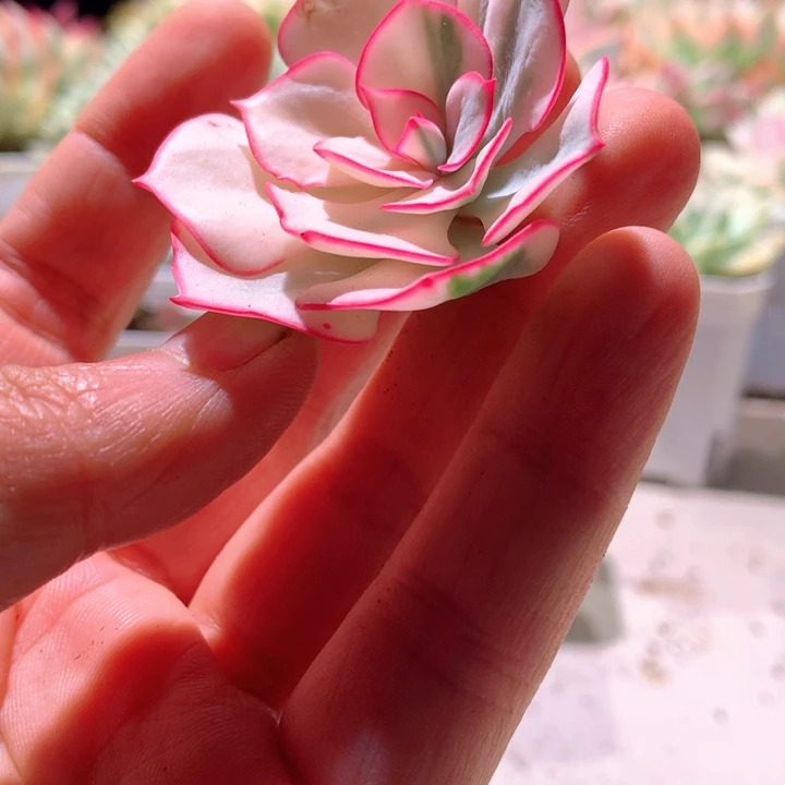 剑司诺娃白覆轮锦砍头有根