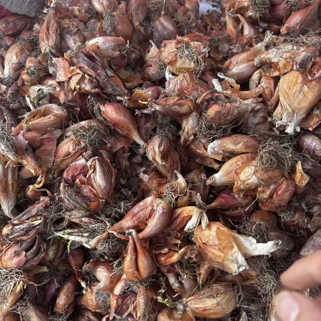 【精选土特产】红葱头云南高山优质农产品