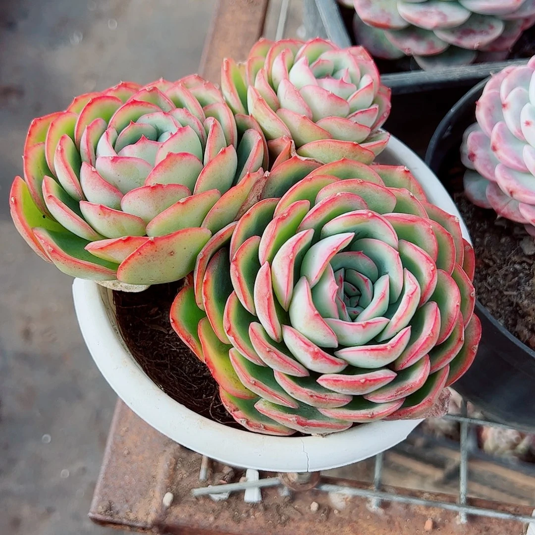 晨露多头群生精品特价