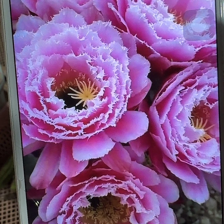 芸儿侧芽5公分左右毛花柱（20包邮）