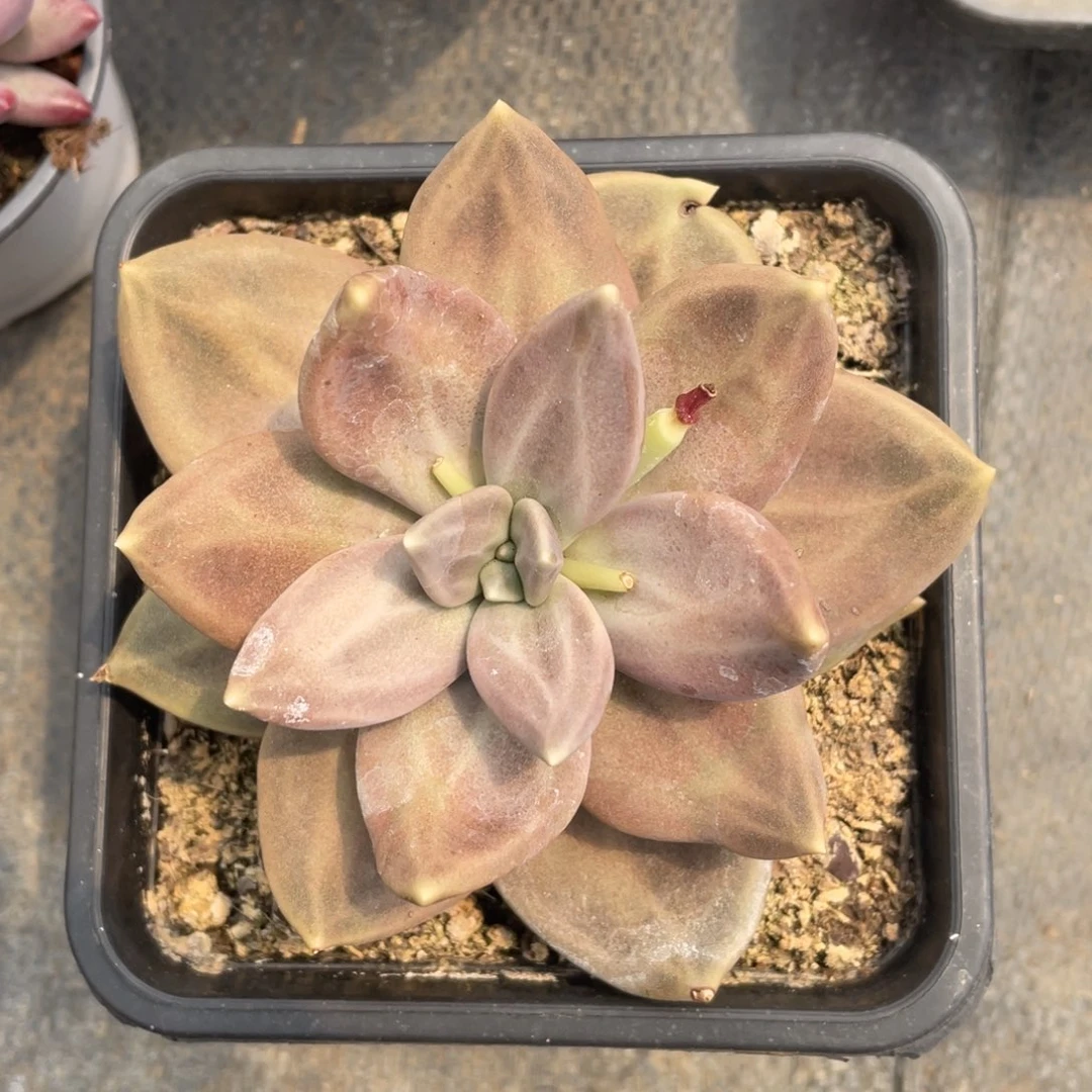 昔春冠幅10 公分一物一拍