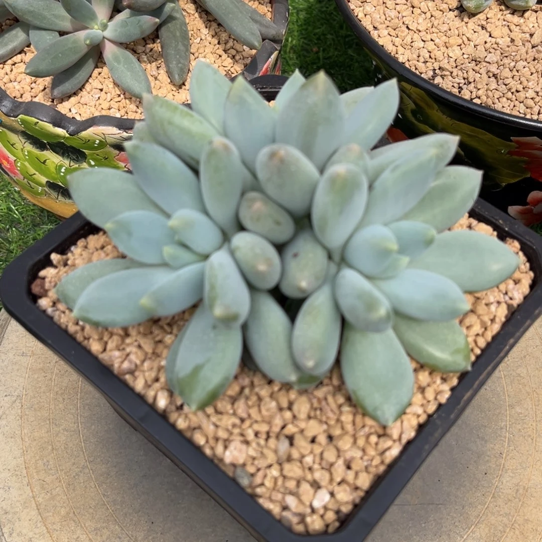 多肉植物哥特萝莉