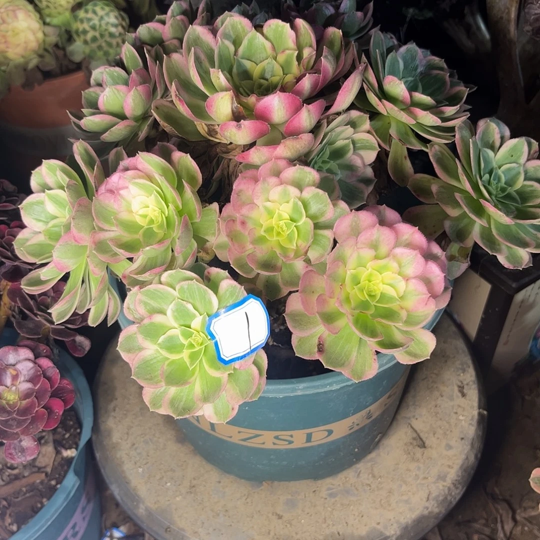 1海仙法师多肉植物