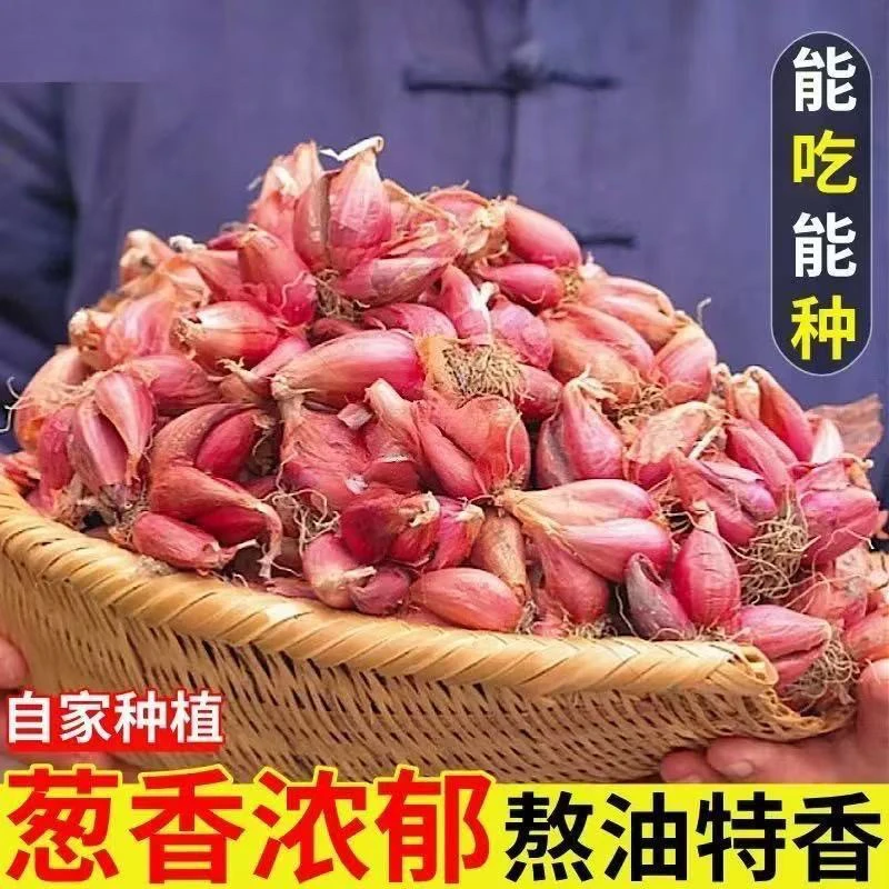品牌 食香九镇 四川葱头红葱头自种1--5斤子发带箱芽