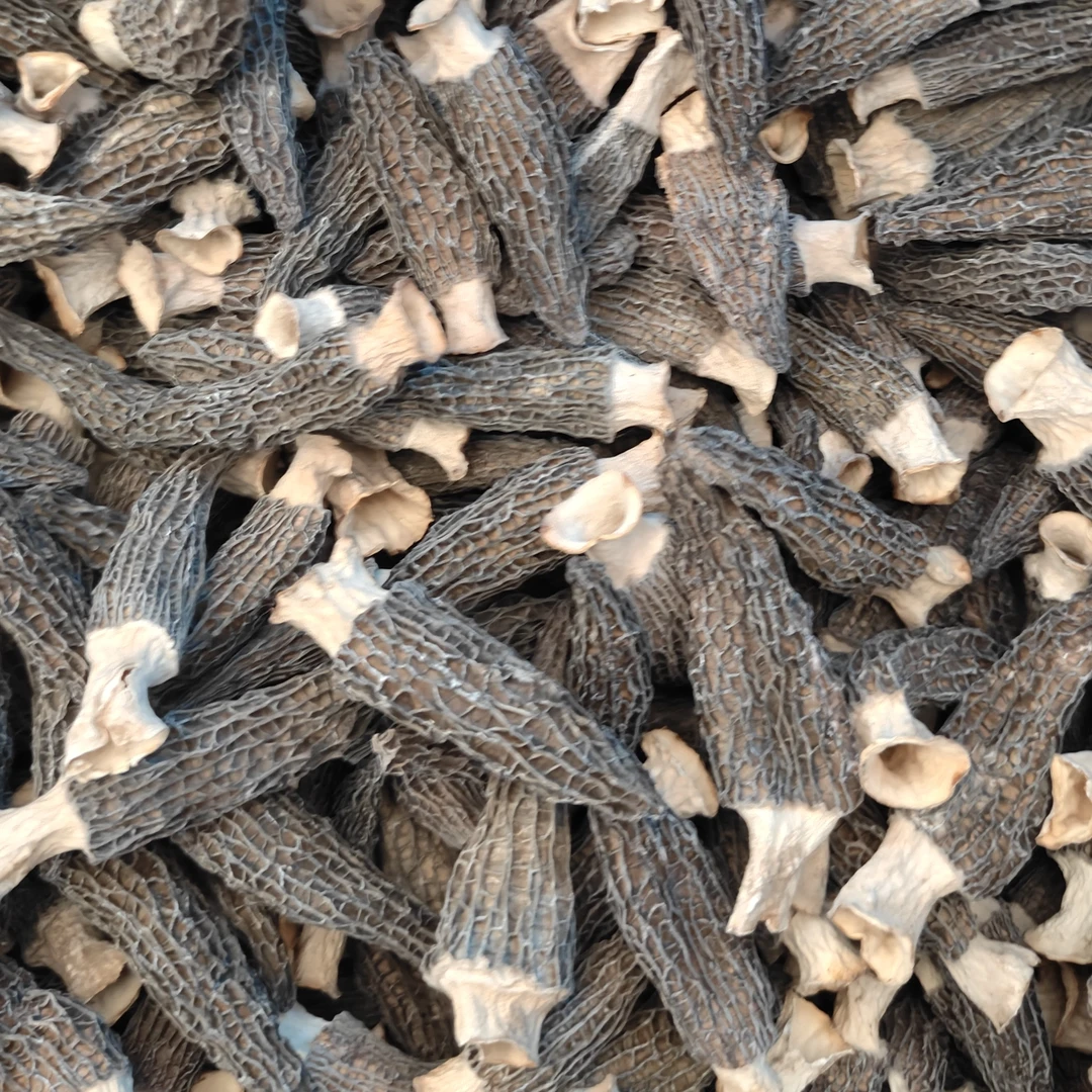 【小丸子1】32号羊肚菌 肉质厚实250g