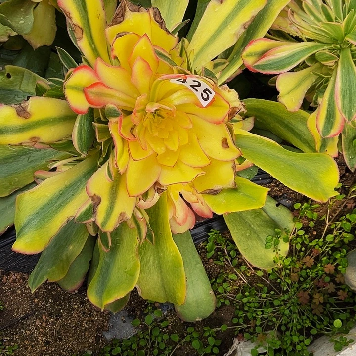 425香妃多肉植物处理不售后