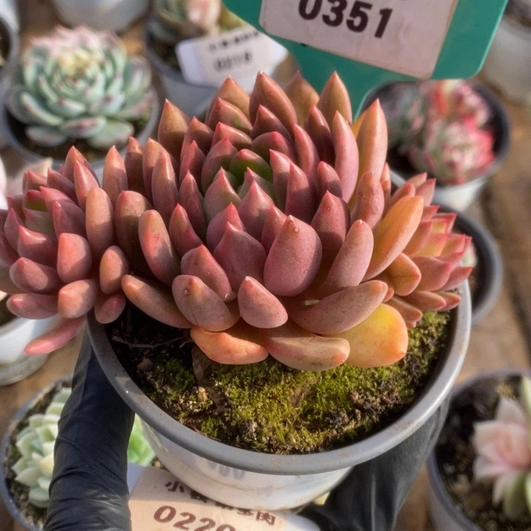 351红酒锦锦锦锦锦