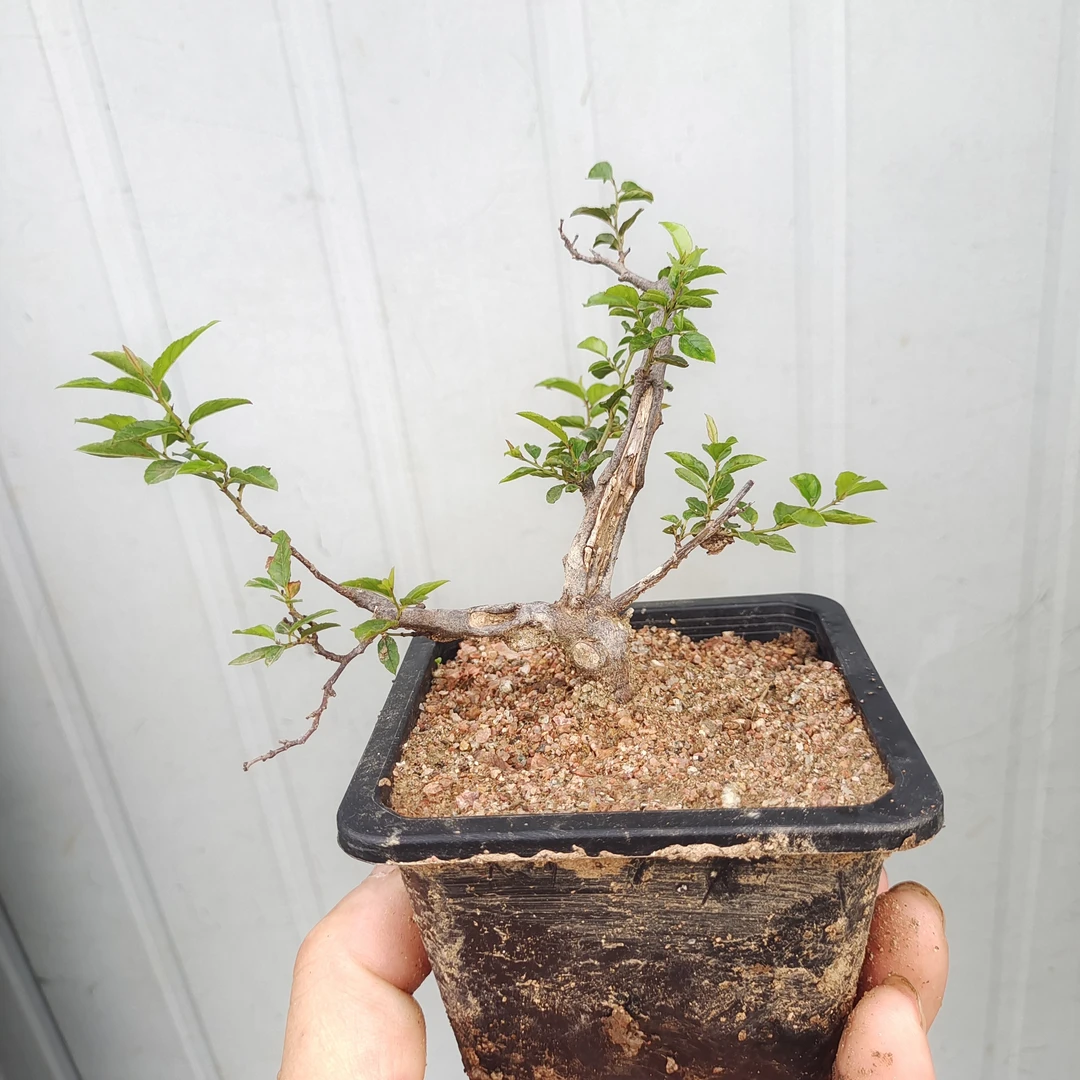 雀梅茶台阳台微盆景