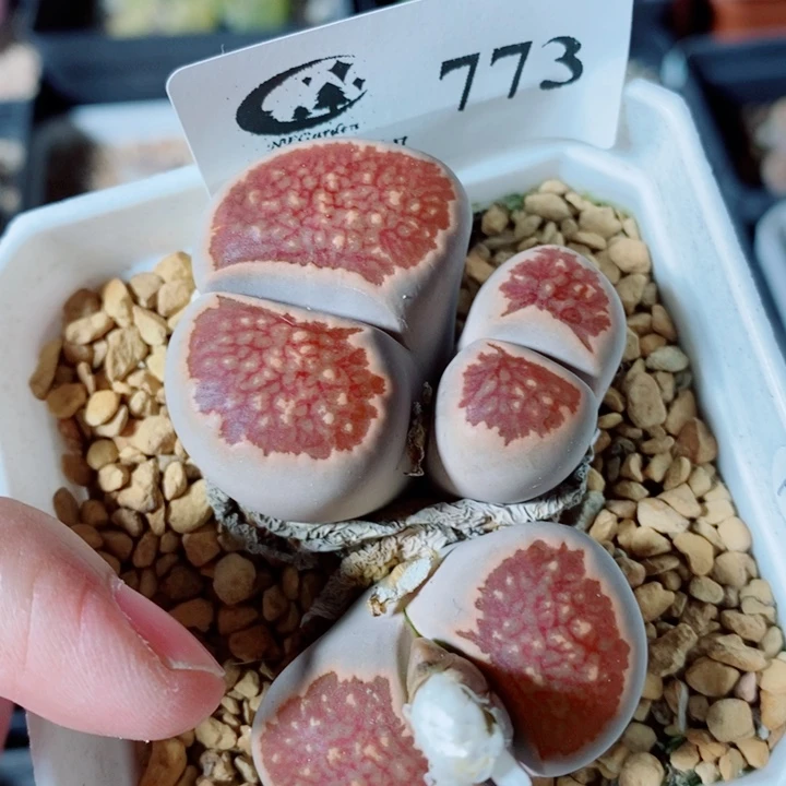 生石花花花花花773
