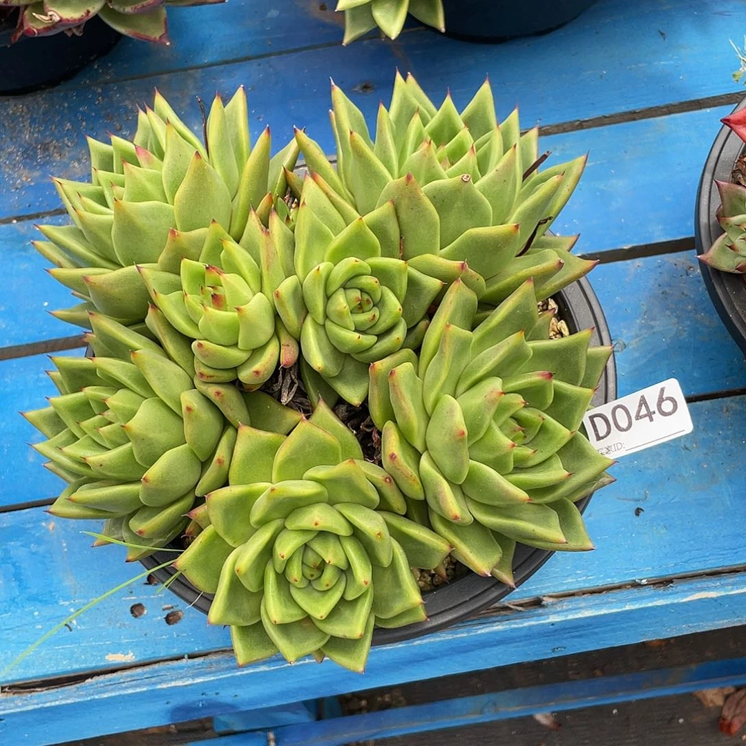 若如东云单拍D046