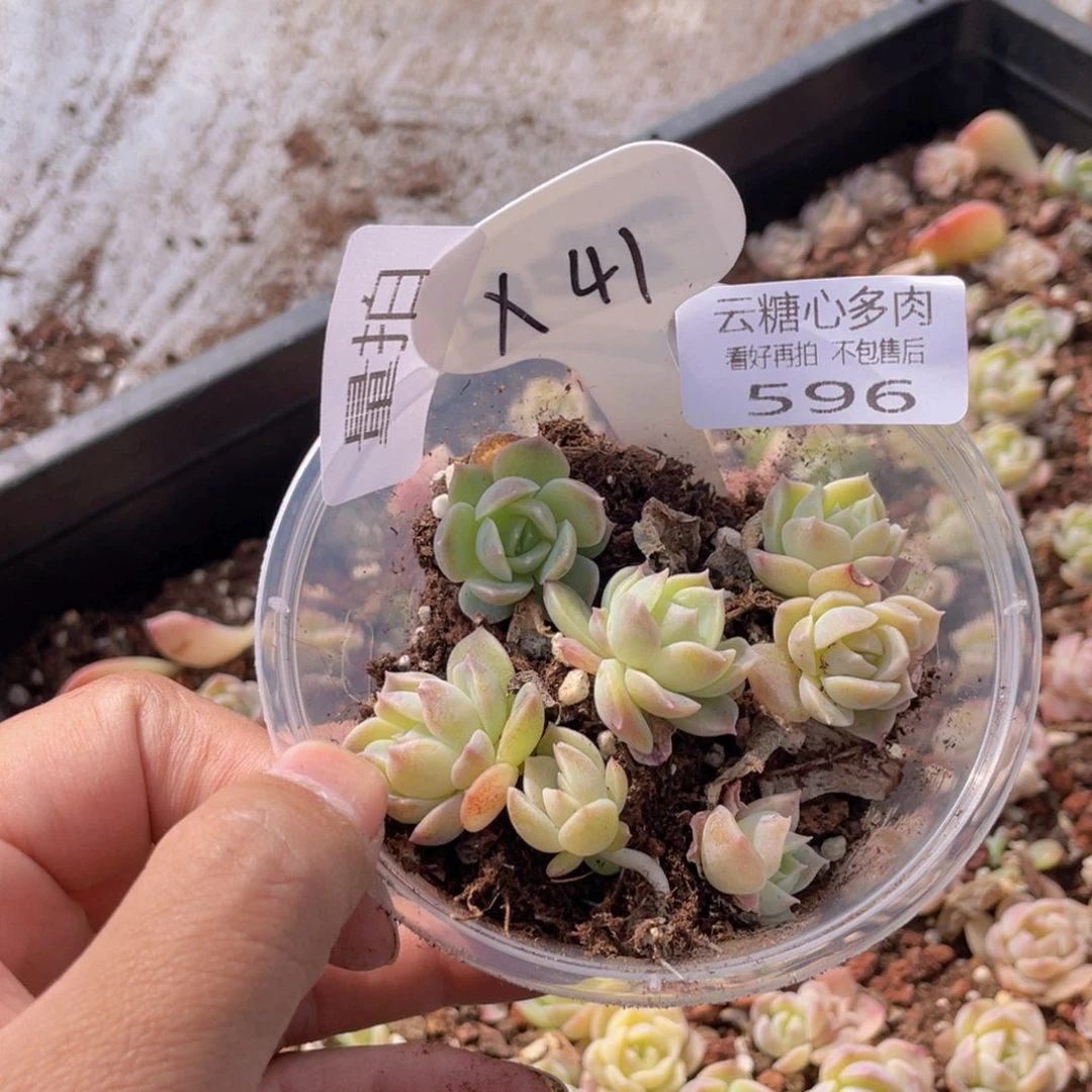 云糖心多肉植物596