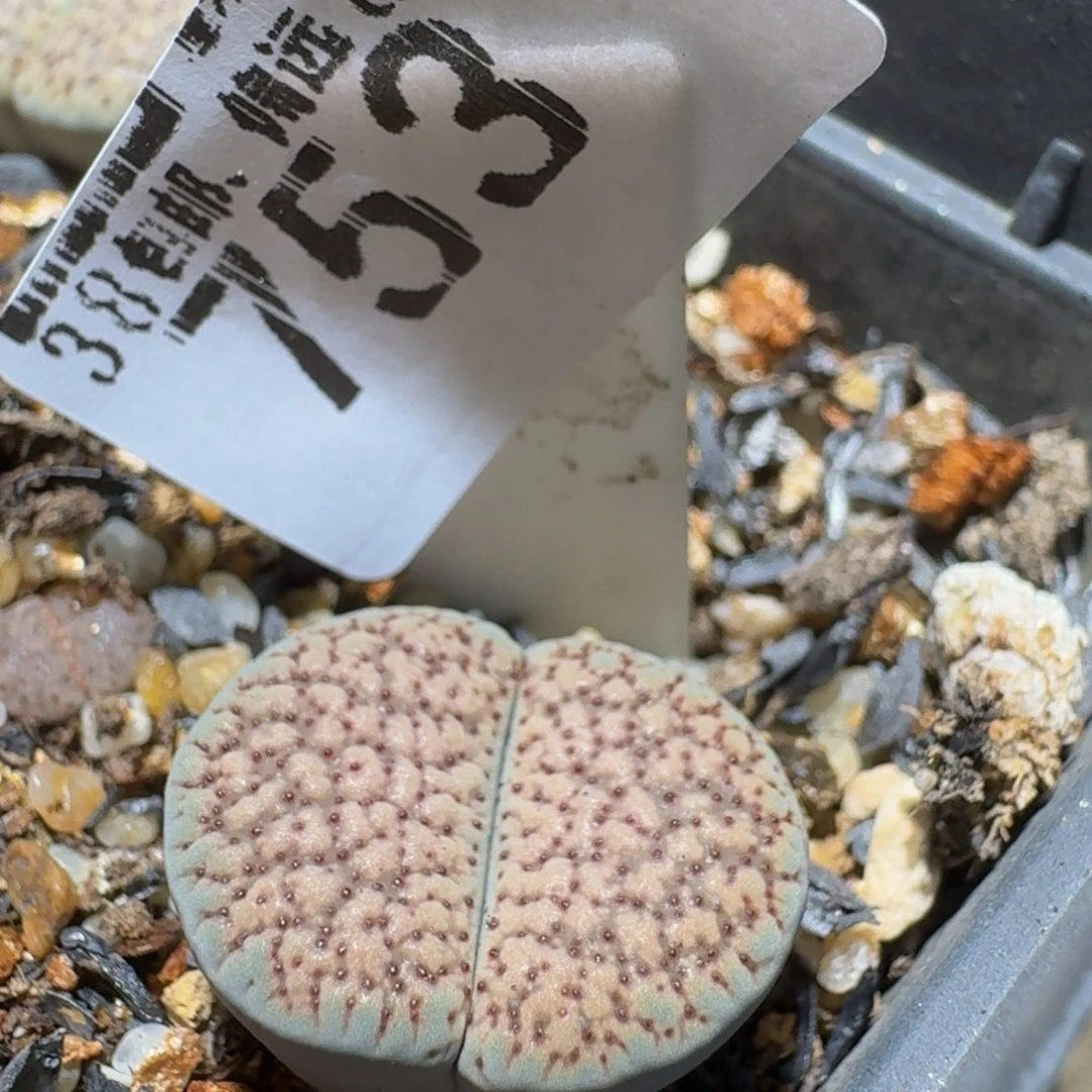 西***辞Sssss生石花肉锥753