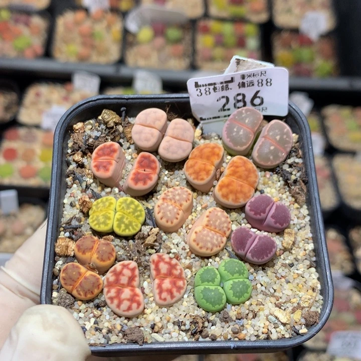 我**甜zz z精品生石花286