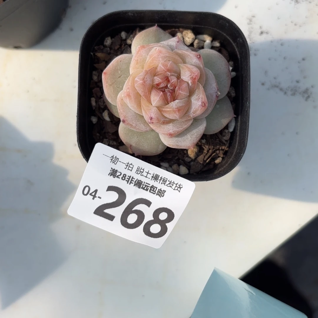 用****6凤仙花多肉多肉多肉