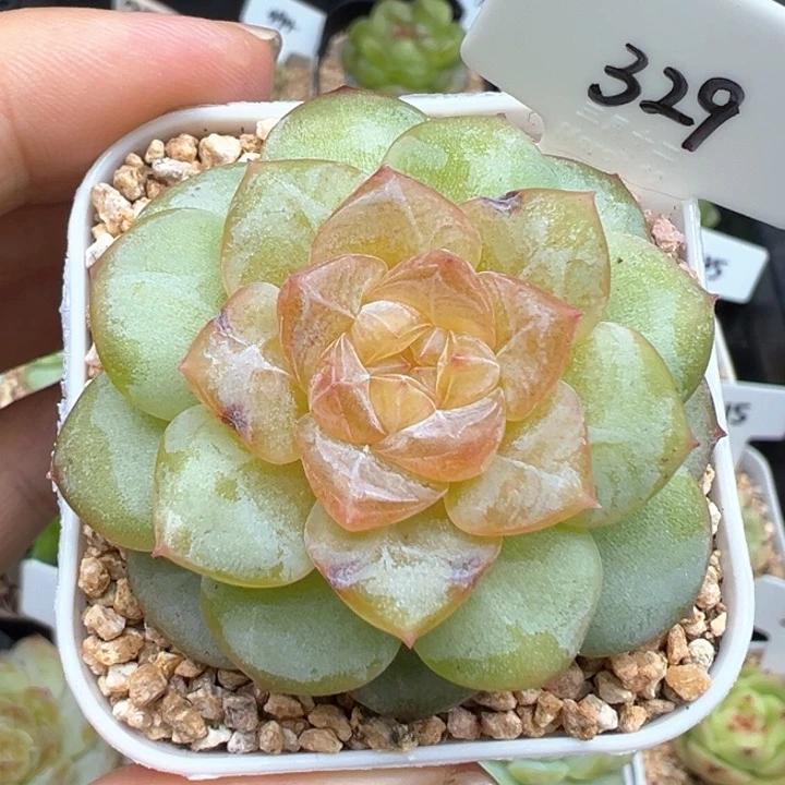 329号风花雪月系列有叶伤