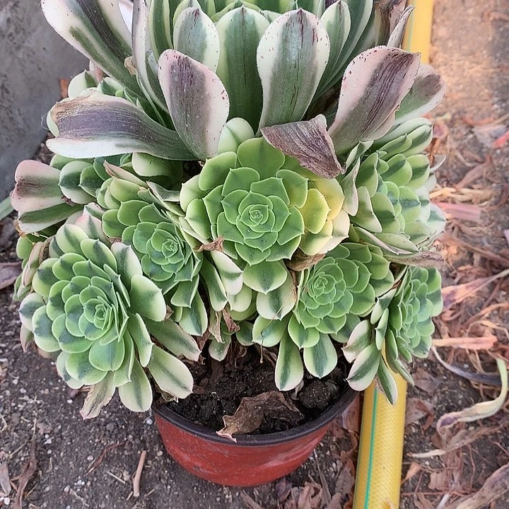 227绿豆沙多肉植物