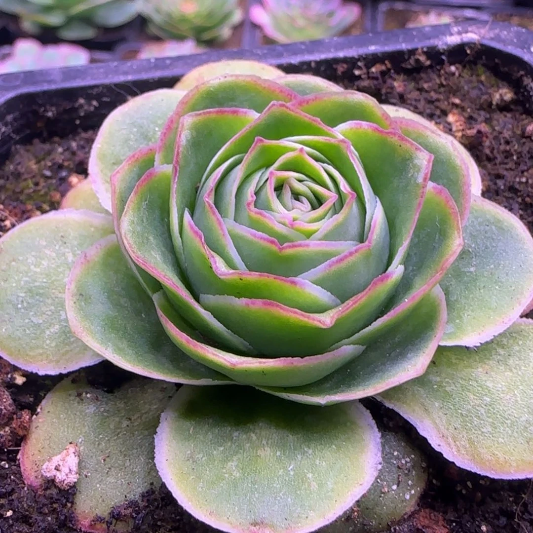 6.5厘米大包心玫瑰12124242424423