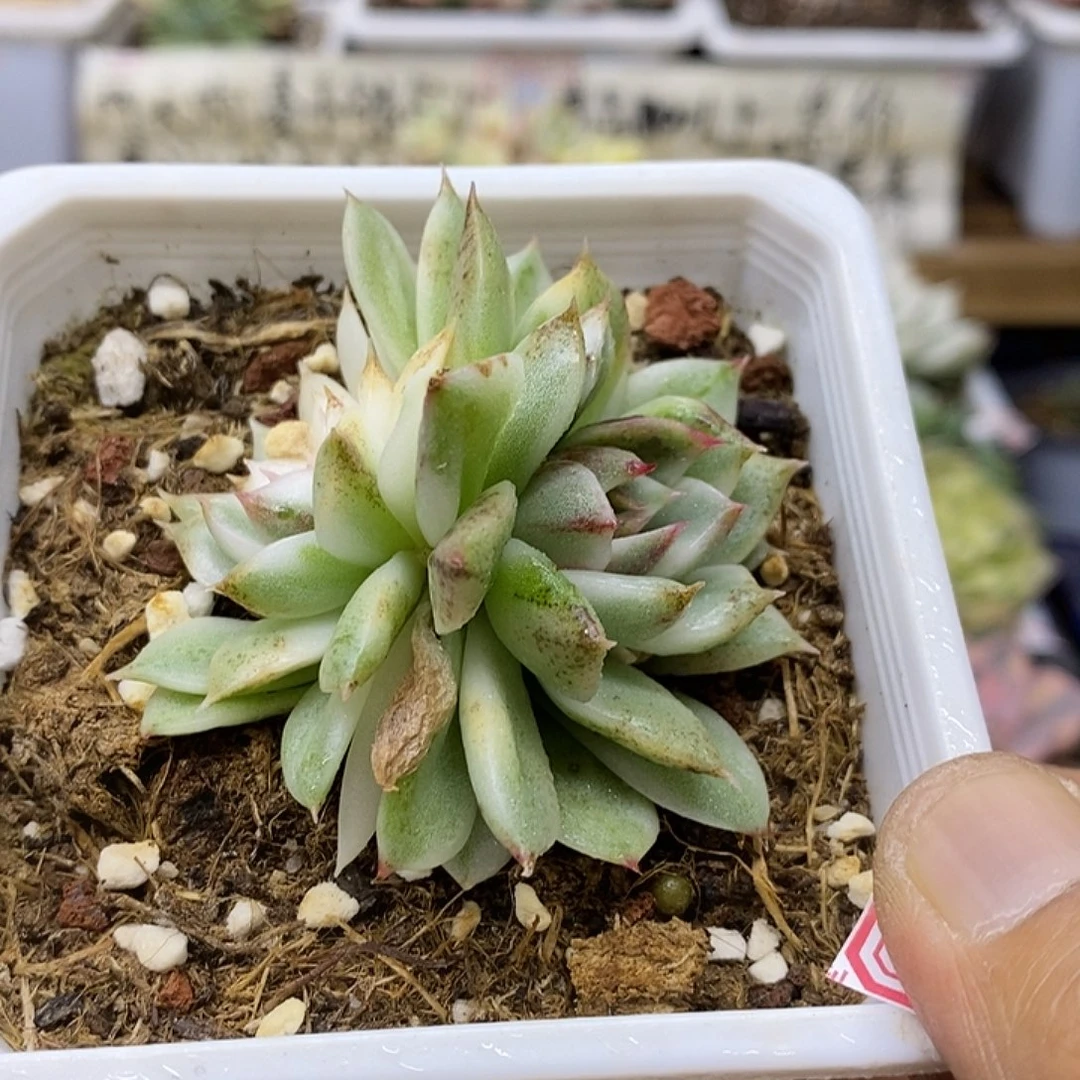 24164 绿水晶覆轮锦双头