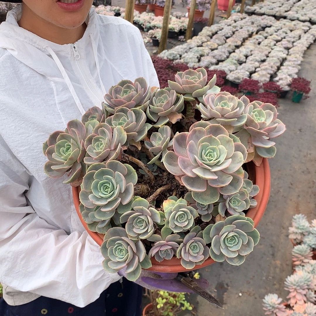 蓝色苍鹭29 多肉植物量拍