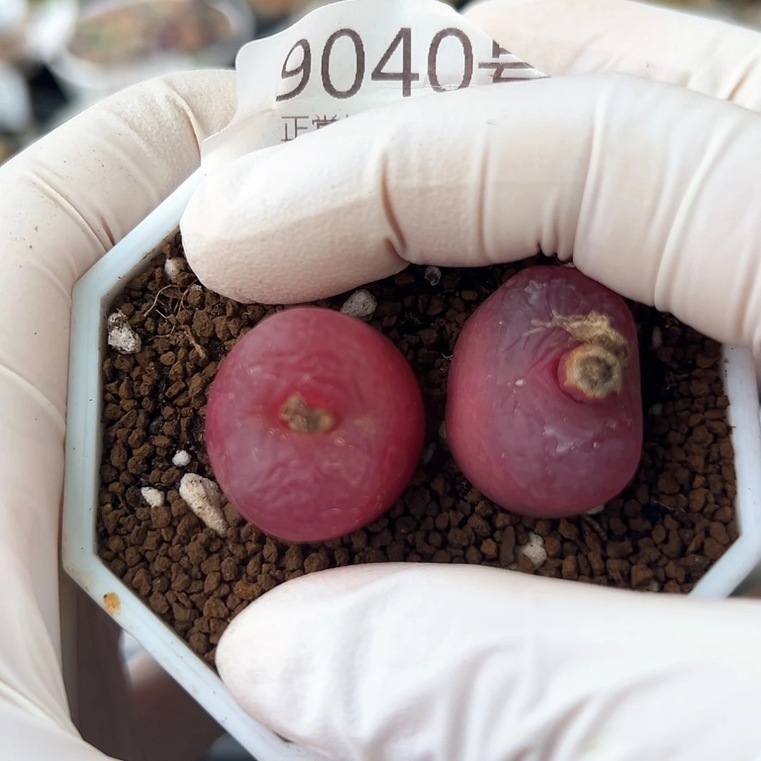 9040七年红宝石两颗2.2cm左右