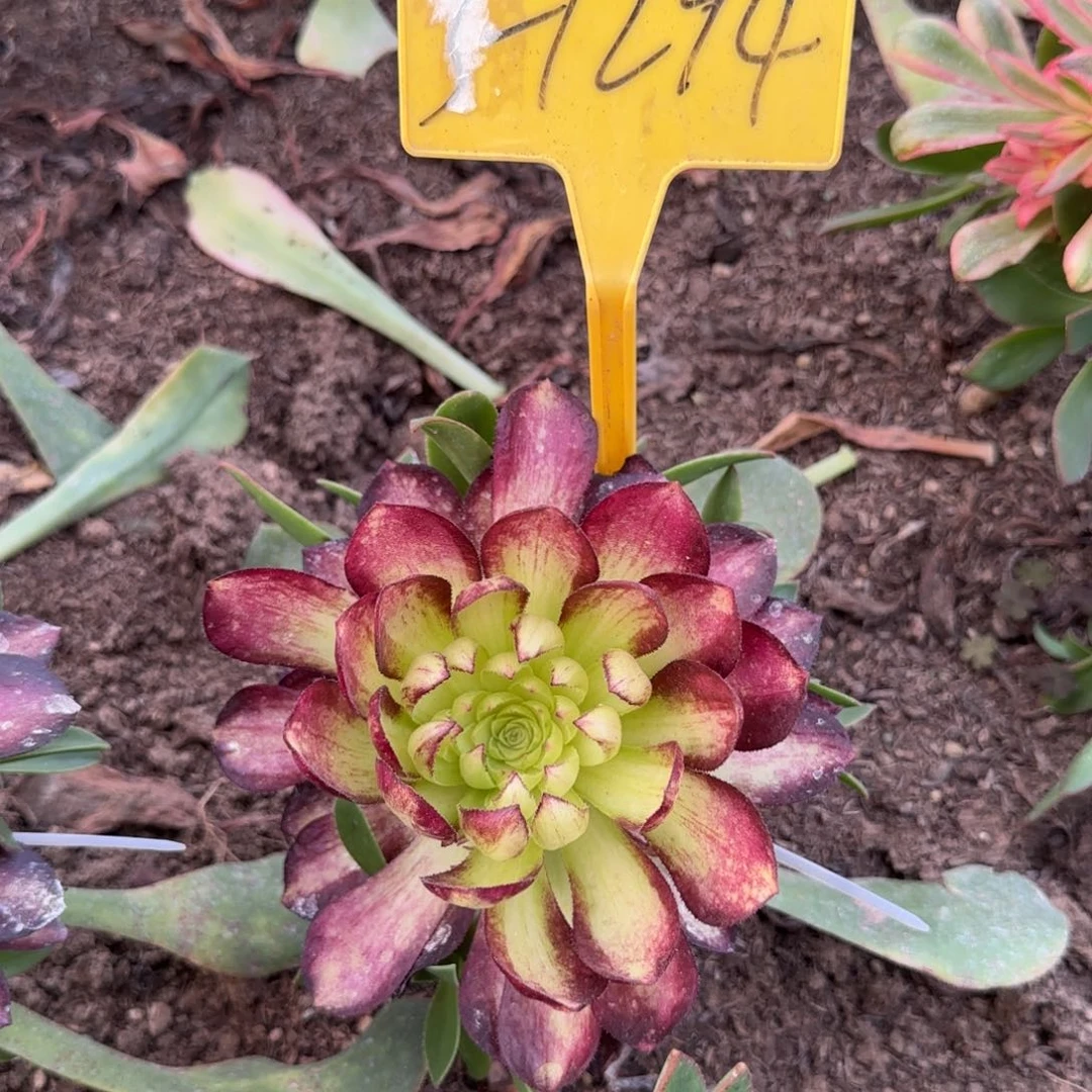 3-1294-++赤焰多头多肉