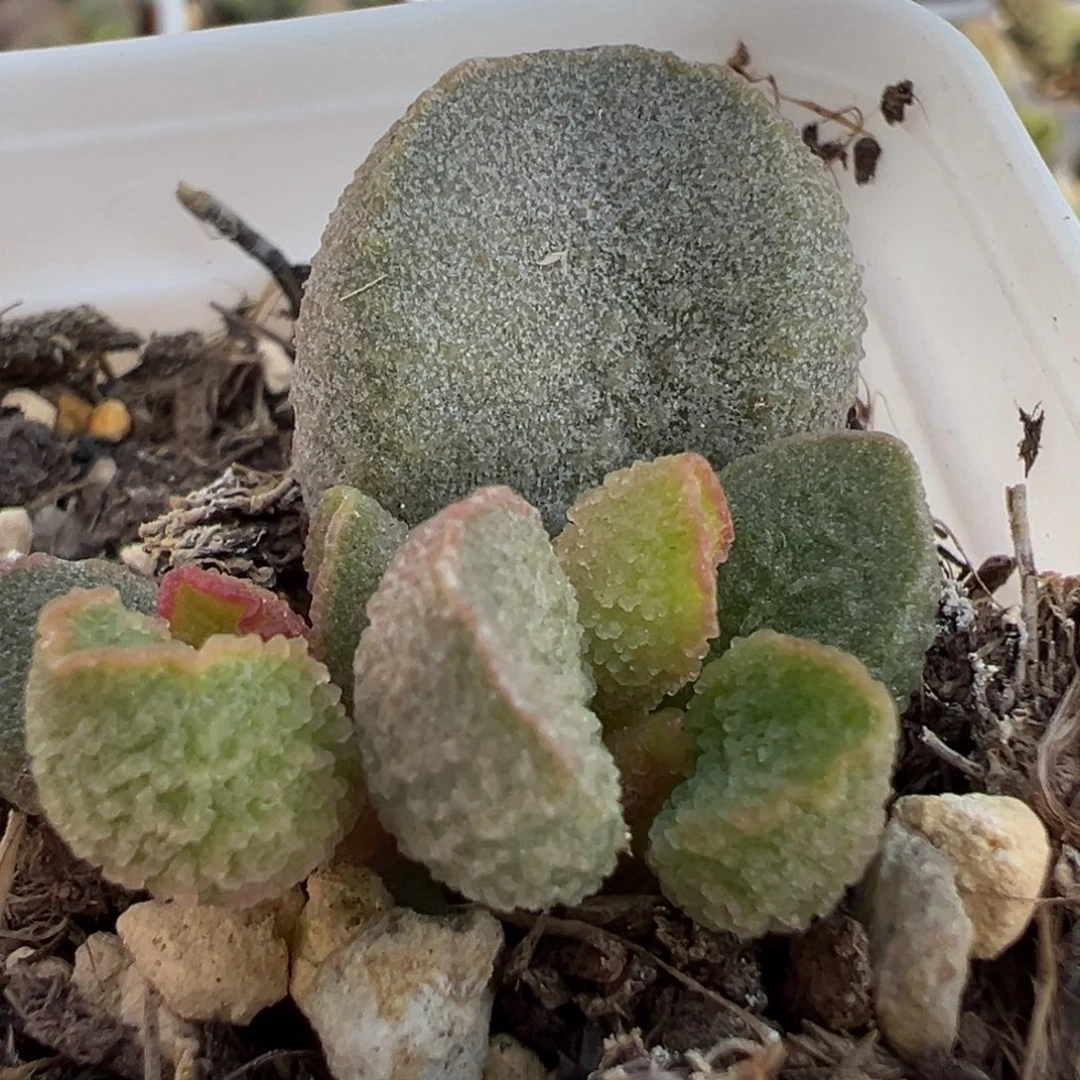 实生新品大苗多肉植物水泡