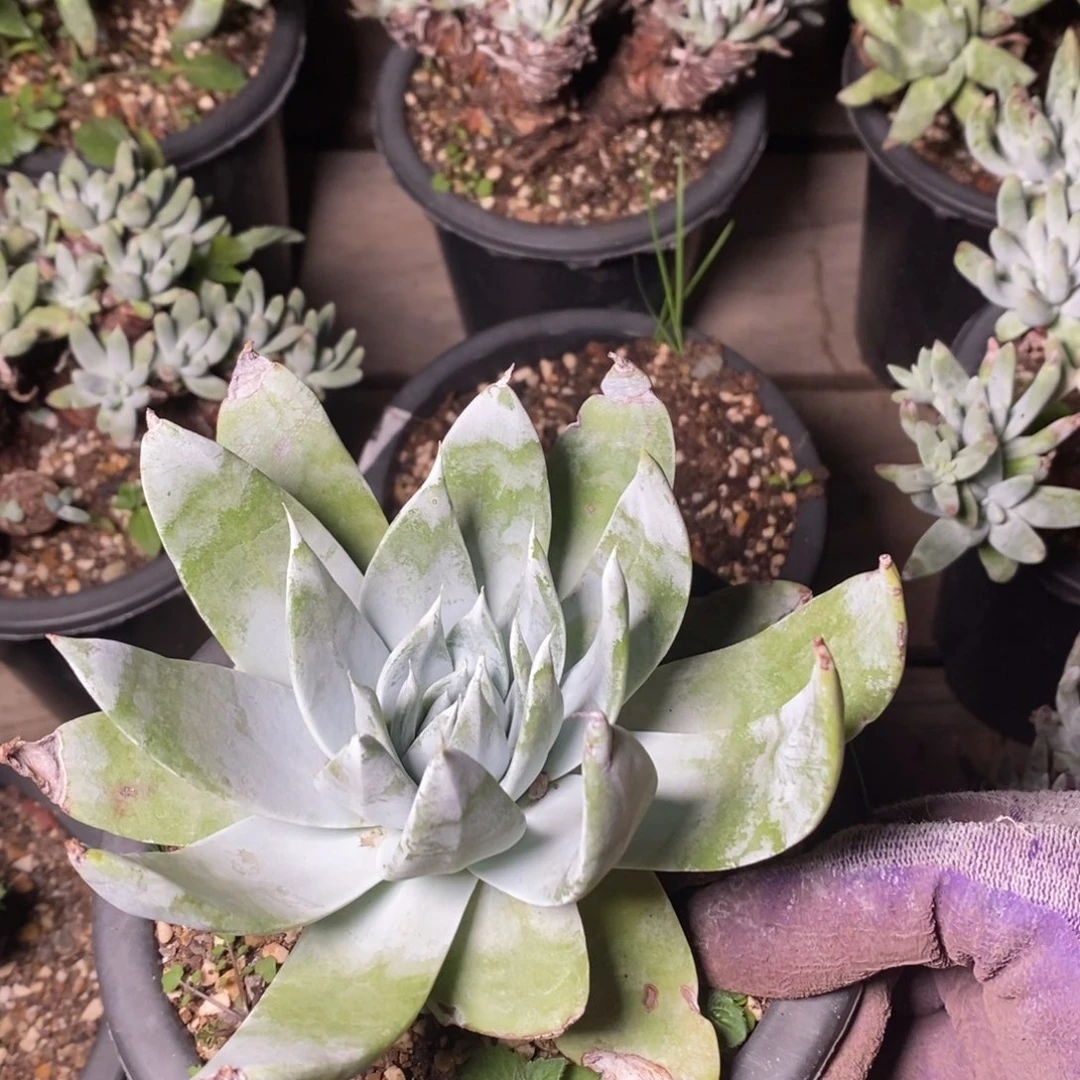 2044花哈哈哈哈哈哈哈哈哈哈哈哈