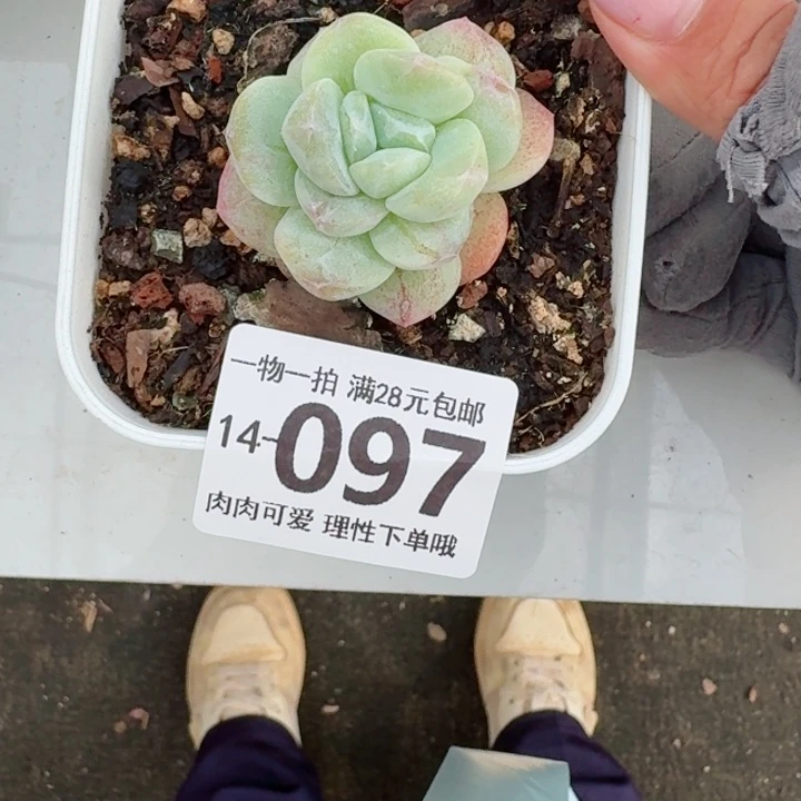石化冰玉无盆土发货无盆土无
