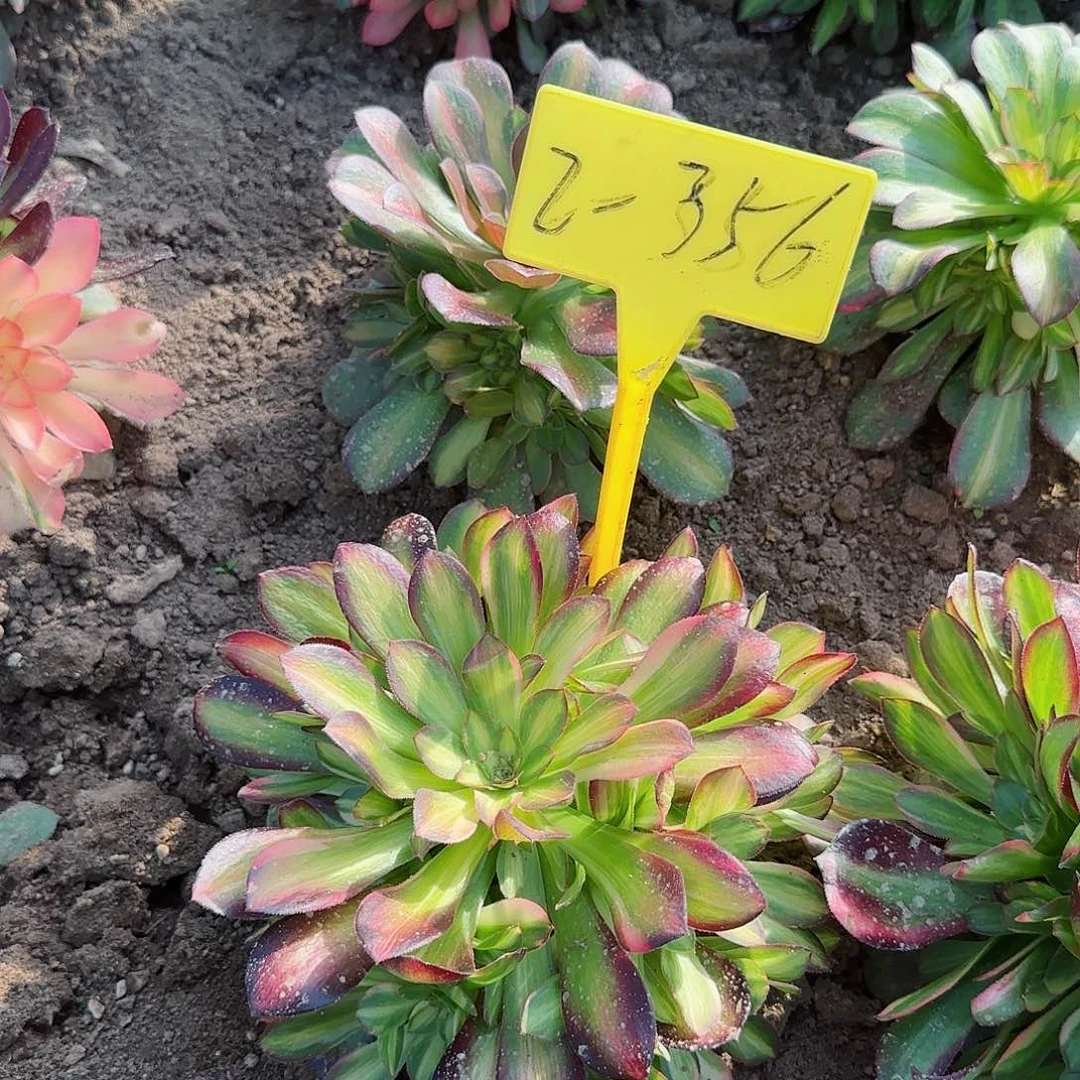 2-356---多头多肉植物