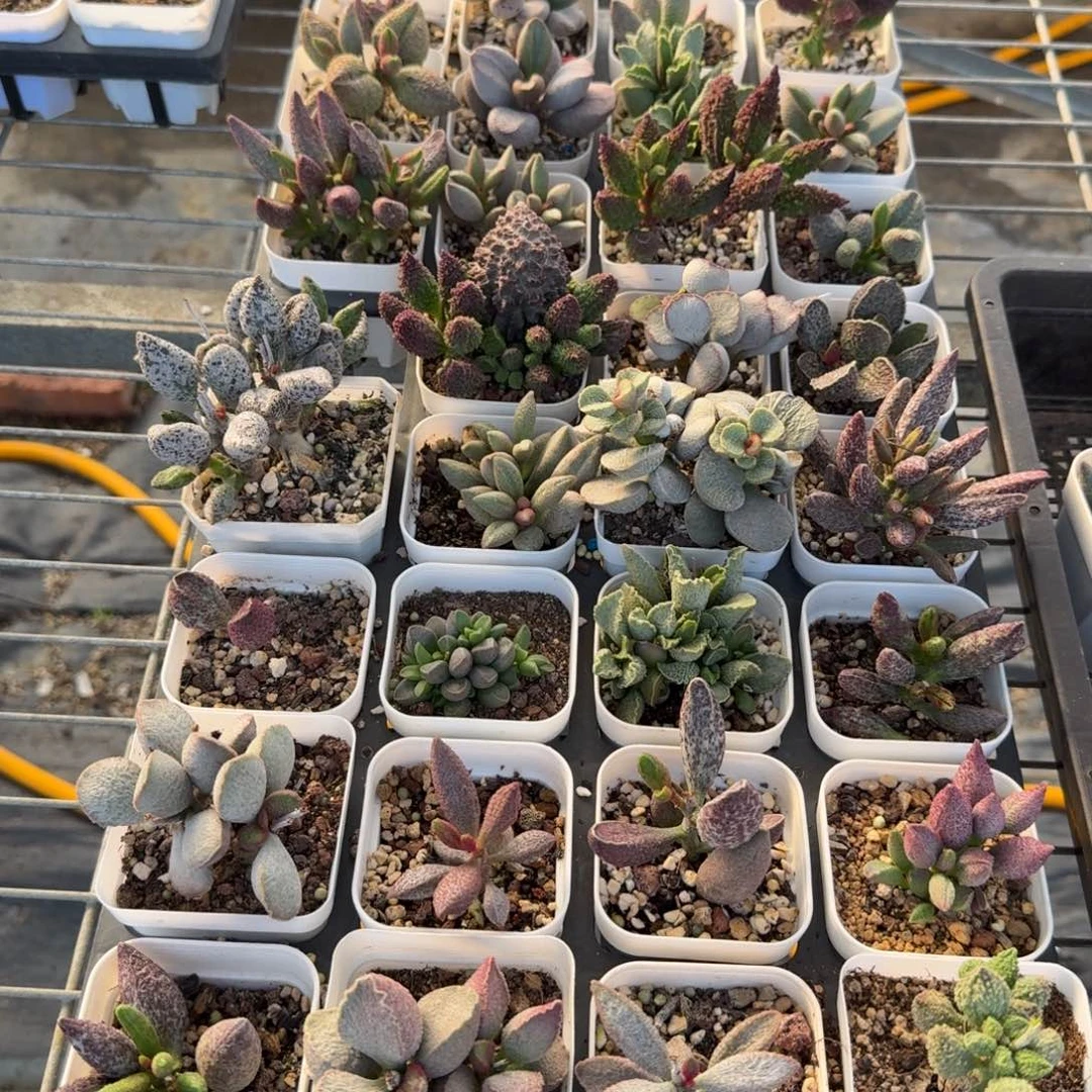 悠***卡水泡植物明照多肉