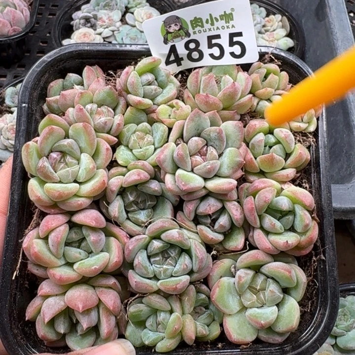 多肉植物多肉植物