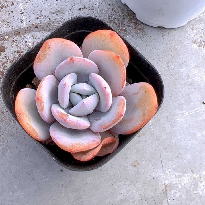 奶茶【一物一拍】两单包邮