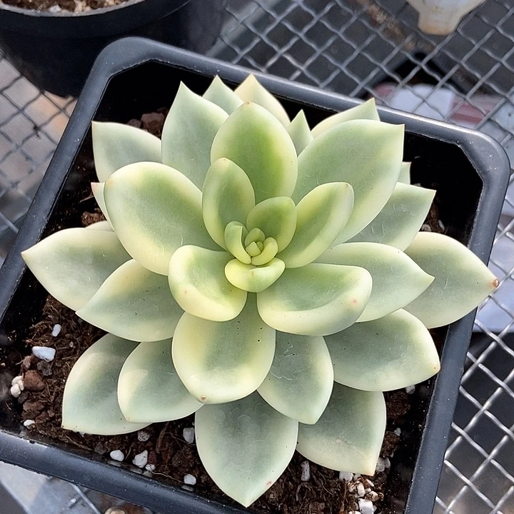 祝之松锦多肉植物