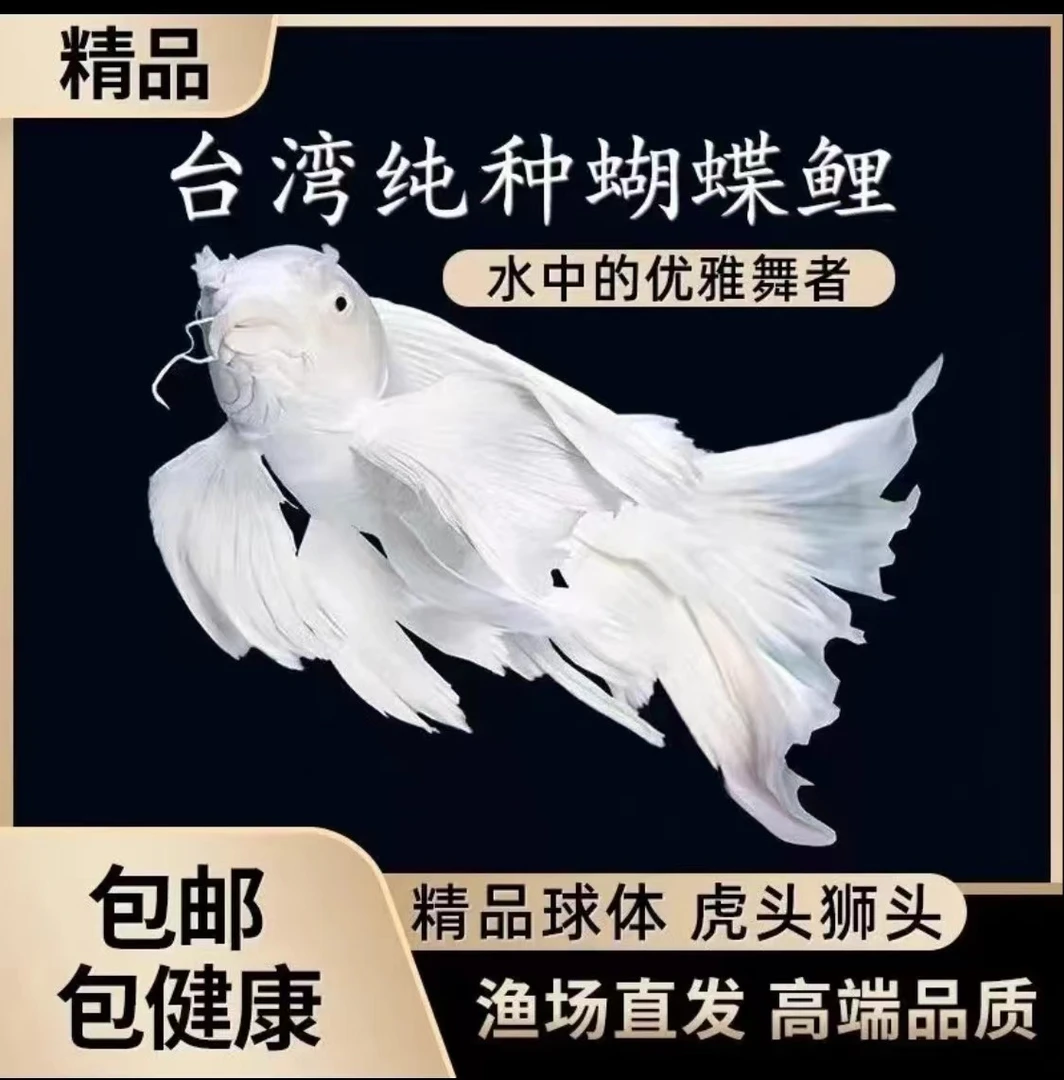 鱼场直销台湾蝴蝶鲤冷水观赏鱼短身球体鱼苗活体白色贵妃