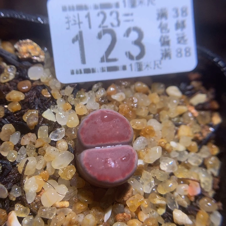 精品生石花123.123