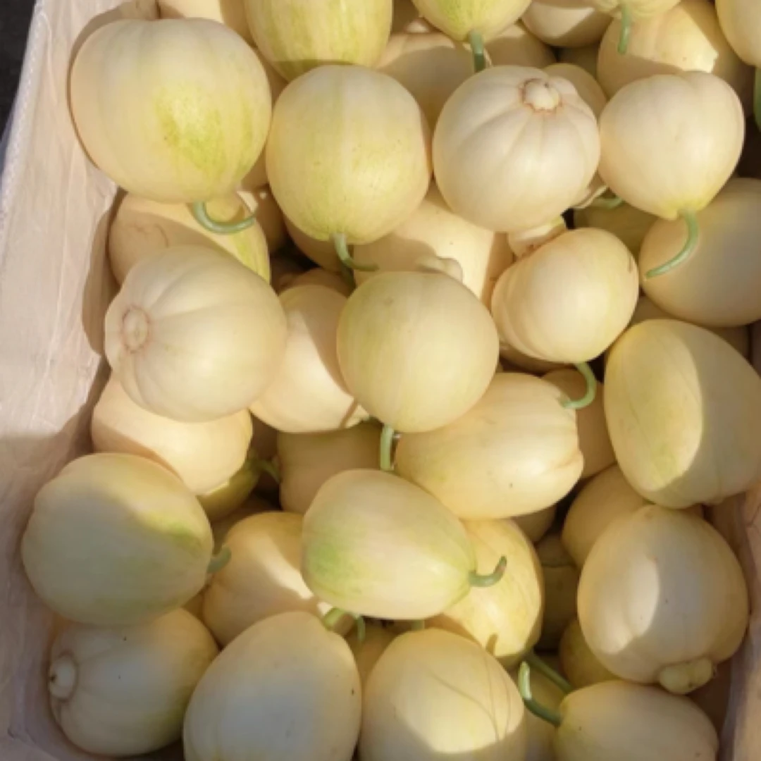 东北大庆香瓜！新鲜上市！嘎嘎甜！4.5-9.5斤甜瓜黑龙江省