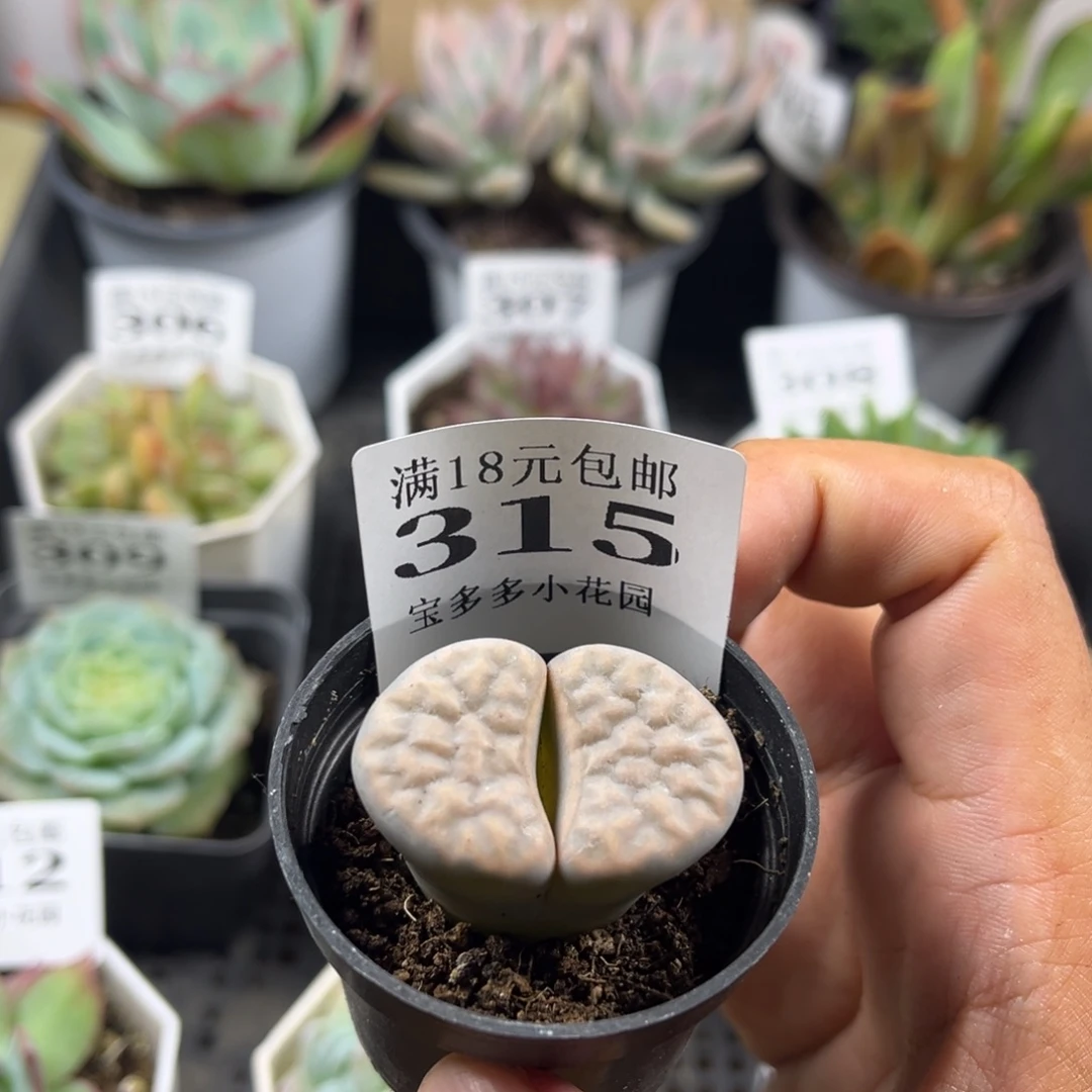 生石花到手一颗一物一拍满18包邮满26送一颗小肉