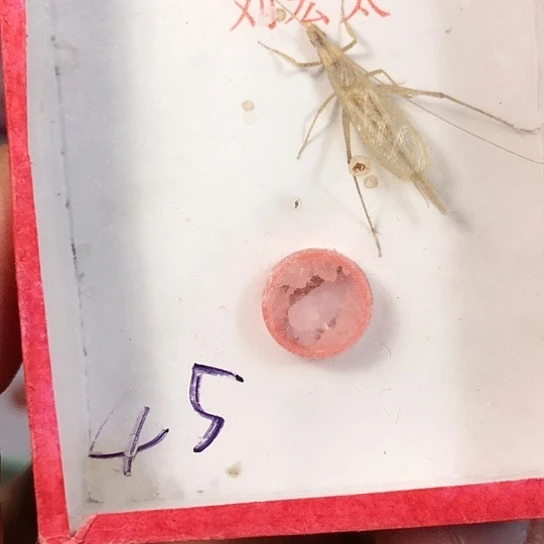 慢***活蟋蟀333333333333333