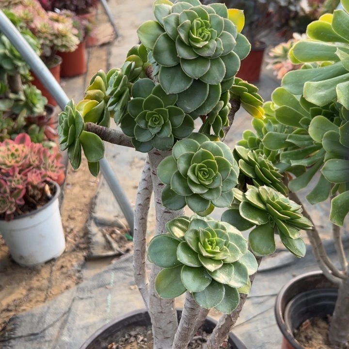 原始绿精控45多少多肉