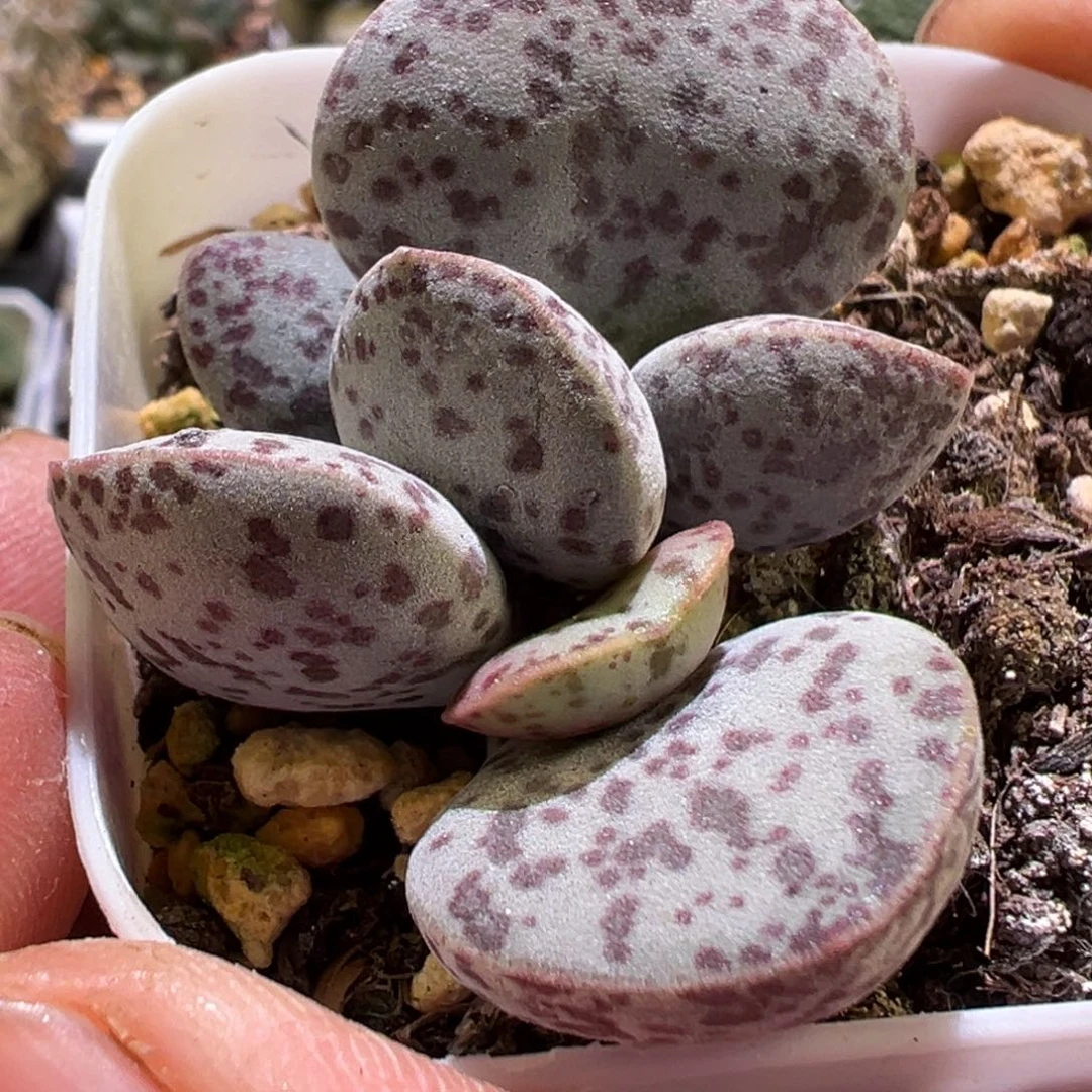 紫斑花蛋水泡多肉植物水泡