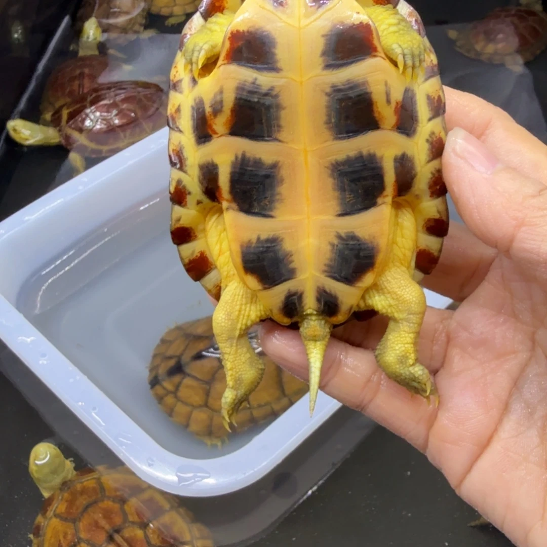 H***扬公母搭配宠物龟背甲8.5