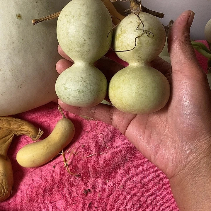 哼****青皮葫芦手把件葫芦