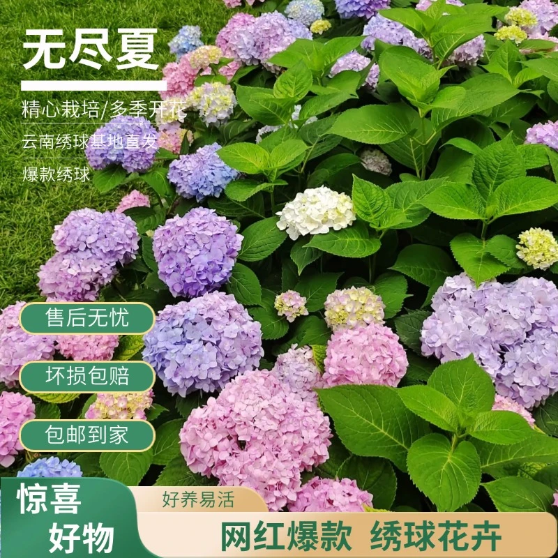 【无尽夏】彩色绣球 生花苞 爆款热款 老桩 包邮 基地直发
