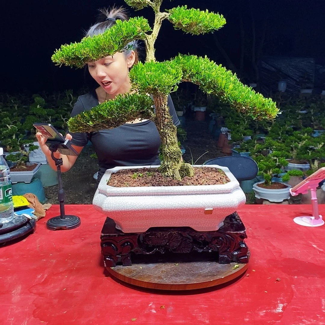无花朵广东皱皮雀舌黄杨