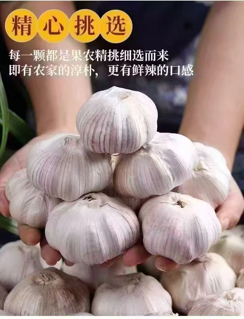 2025年新干蒜，山东紫皮大蒜