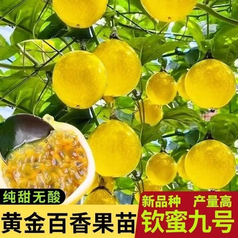 正宗纯甜亲密9号黄金百香果嫁接大果四季品种南北方百香果树苗
