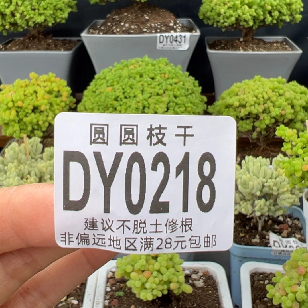 【闪购商品】咩****)dy0218小白菜预付2
