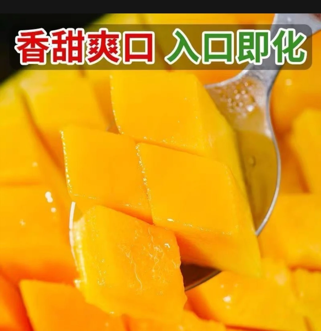 (老树台芒)云南种植大台芒现摘现发爆甜树上自然成熟台芒